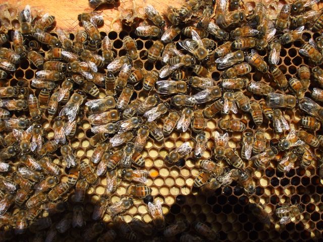 Bee ~Colonies